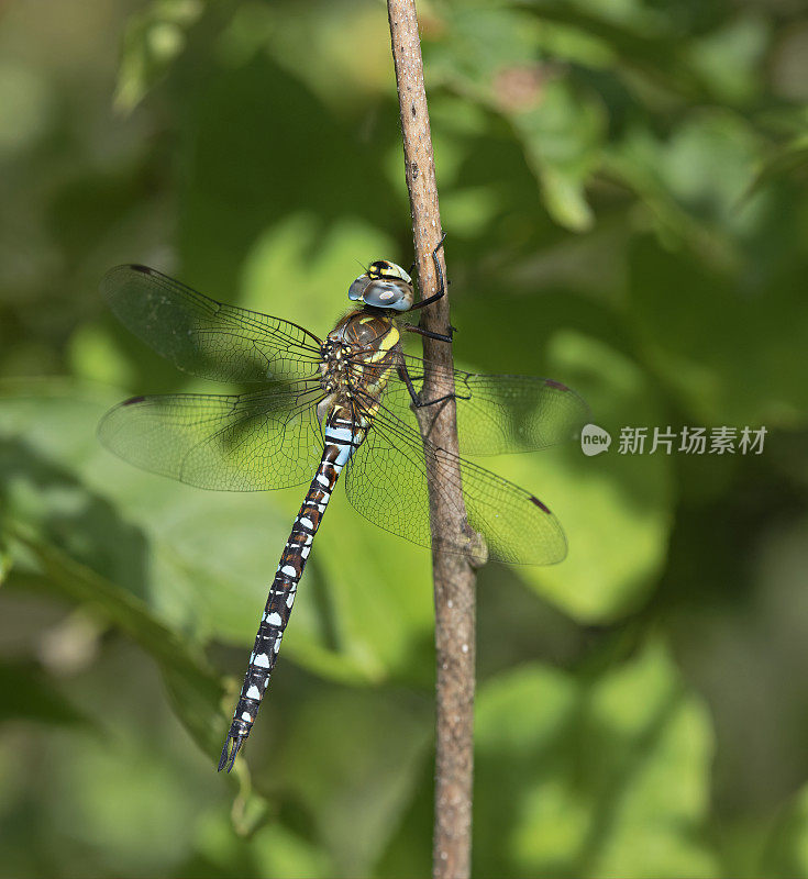 迁徙小贩蜻蜓(Aeshna mixta)